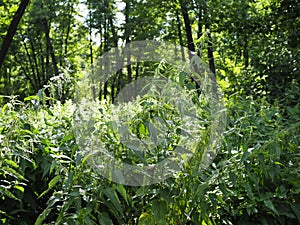 Thickets of stinging nettle in the forest