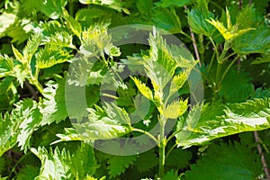 Thickets of stinging nettles