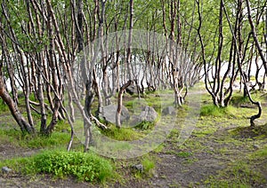 Thickets of subarctic birches in the summer on the bank of the lake photo