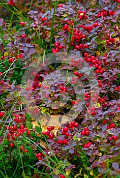 Thickets of Swedish Dogwood, Cornus suecica, in the tundra in northern Russia