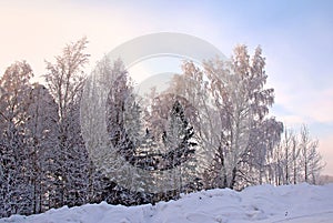 Thickets of trees and bushes along the road. There are snowdrifts on the roadside.