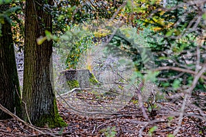 Thickets, two moss covered tree trunks, green foliage and a tree stump that was felled in the background, blurred foreground