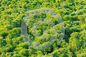 Thickets of undersized spruce pine, background texture