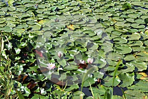 Thickets of water lilies lilies on the water