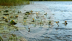 Thickets of water lilies, yellow and white water lilies grow in marshy areas