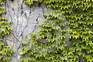 Thickets of wild grape on the wall. Decorative wild grapes on the wall of a house. Beautiful background with plant