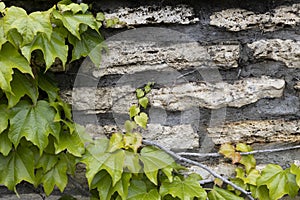 Thickets of wild grape on the wall. Decorative wild grapes on the wall of a house. Beautiful background with plant