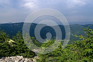 The thickets of wild mountain pine grow on the stone top of the mountain against the backdrop of high mountain forests