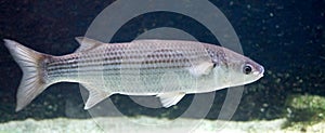 Thicklip grey mullet 1