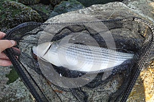 Thicklip Grey mullet fish Chelon labrosus in a landing net, just caught by fisherman