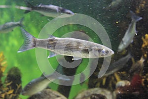 Thicklip grey mullet