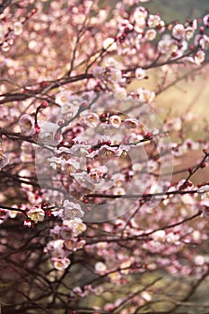 Thickly dotted pink plum flowers with blurry background photo