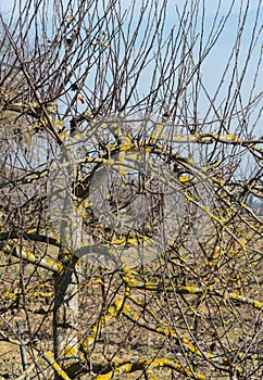 Thickly grown water branches