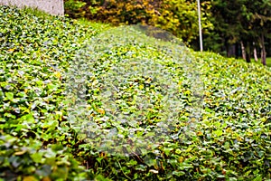 Thickly overgrown with ivy in the park