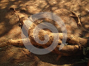 THICKSET TREE ROOT ABOVE GROUND SURFACE