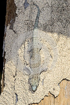 Thicktail day gecko, isalo