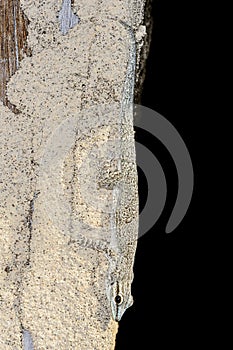 Thicktail day gecko, isalo