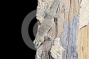 Thicktail day gecko, isalo