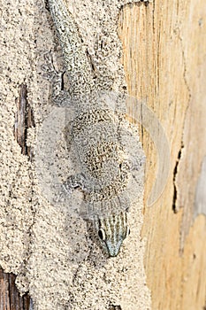 Thicktail day gecko, isalo