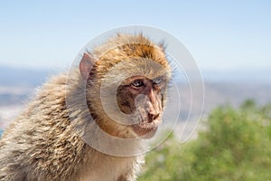 Thieving Barbary Macaque on Rock of Gibraltar