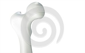 Thigh bone and human sphincter. On a white background - 3D rendering can be word or word paste. photo