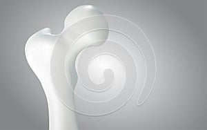 PrinThigh bone and human sphincter. On a white background - 3D rendering can be word or word paste.t