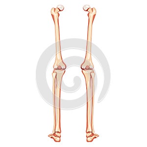 Thighs and legs lower limb Skeleton Human back view. Set of Anatomically correct femur, patella, fibula realistic flat