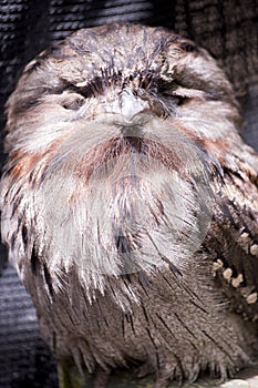 Thiis a close up of a tawny frogmouth