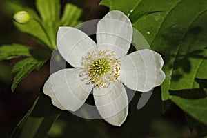 Thimble Weed