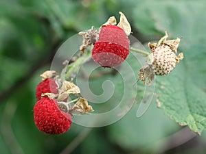 Thimbleberries - Rubus parviflorus