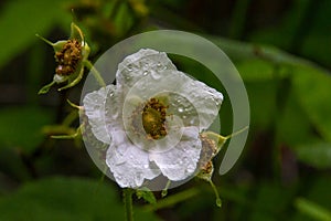 Thimbleberry Flower