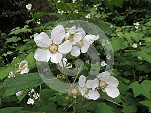 Thimbleberry Flowers - Rubus parviflorus