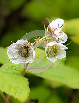 Thimbleberry or Redcap