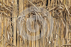 Thin bamboo wall texture. Suitable for creating a background