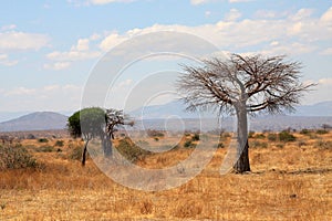 Thin baobab tree in African savanna