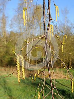 Thin birch branches with earrings. Spring