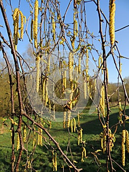 Thin birch branches with earrings. Spring