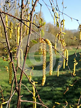 Thin birch branches with earrings. Spring