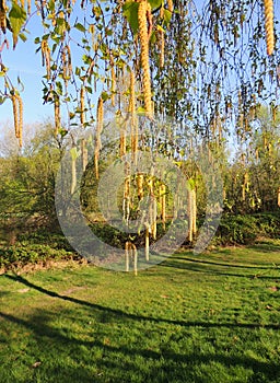 Thin birch branches with earrings