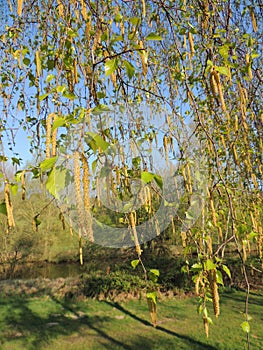 Thin birch branches with earrings