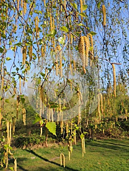 Thin birch branches with earrings