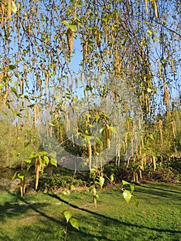 Thin birch branches with earrings