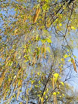 Thin birch branches with earrings