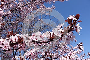 Thin branch of blossoming purple leaved prunus pissardii against blue sky