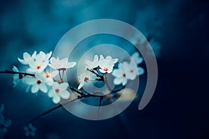 A thin branch of a tree on which white fragrant cherry blossoms with delicate petals bloom in spring. Nature in May