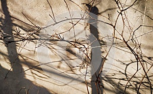 Thin branches near the wall. Blurry shadows of a tree in a sunny day.