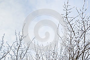Thin branches of trees in fluffy snow in winter against a blue sky with clouds, bottom view