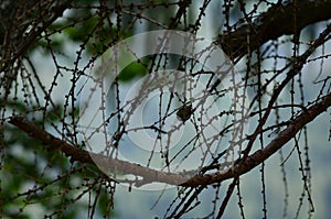 Thin dark vines on tree.