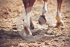 The thin, elegant legs of a sorrel horse with unshod hooves walk on sand lit by sunlight