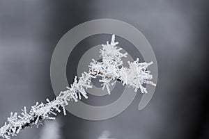 Thin and feeble tree branch covered in frost